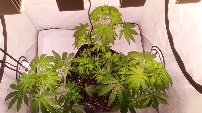 Growreport Bild 27