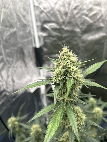 Growreport Bild 19