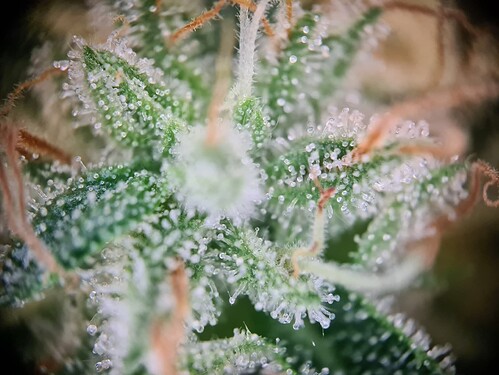 Growreport Bild 7