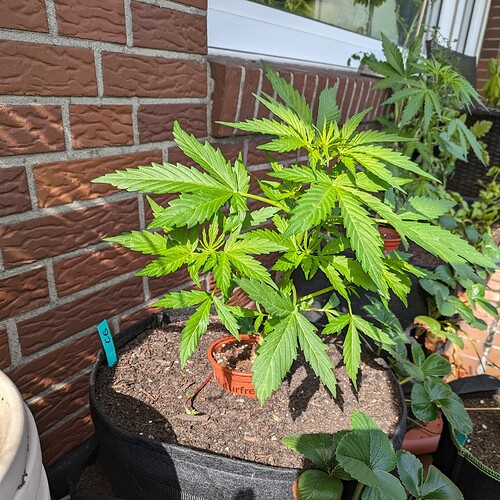 PXL_20240611_151236637