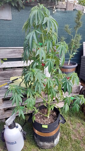 Growreport Bild 12