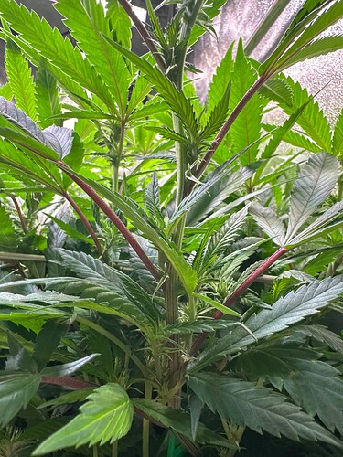 Growreport Bild 83
