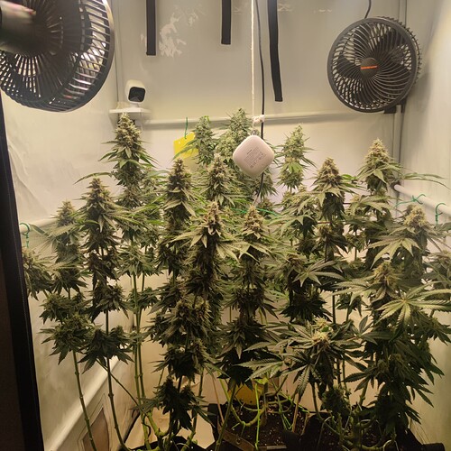 Growreport Bild 9