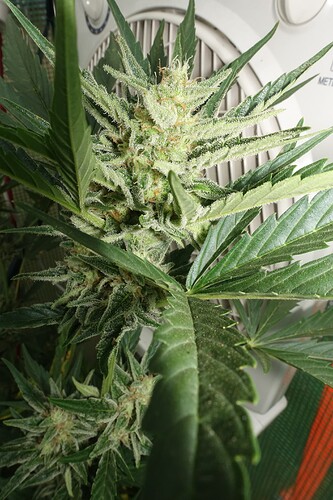 Growreport Bild 10