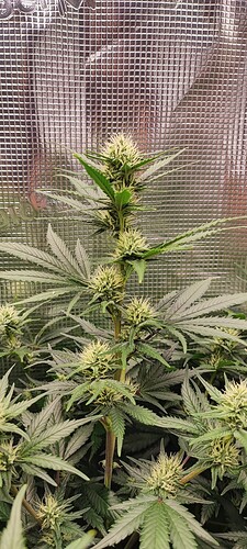 Growreport Bild 5