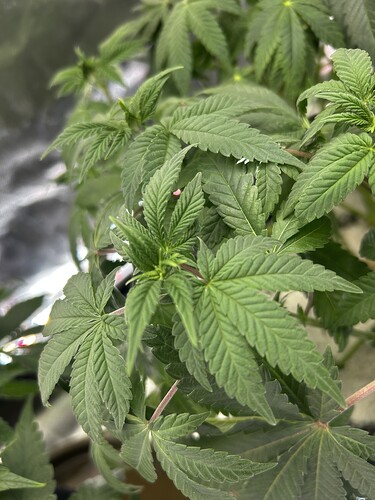 Growreport Bild 6