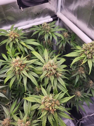 Growreport Bild 5