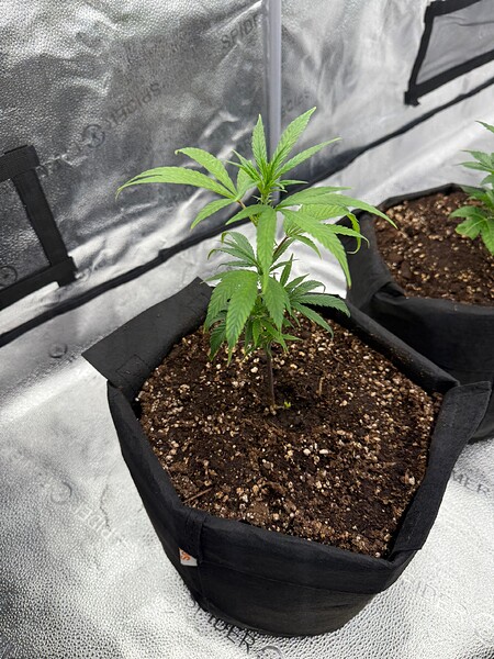 1st Grow|vers. Sorten|würde mich über Tipps freuen|LST sinvoll?