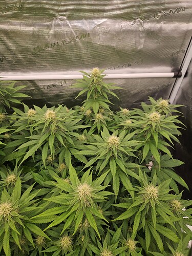 Growreport Bild 6