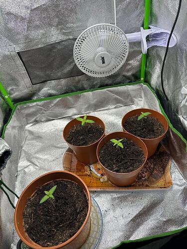Vier junge Cannabissämlinge in Töpfen innerhalb eines Grow-Zeltes mit einem Clip-Ventilator.