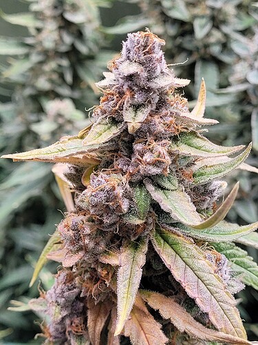 Growreport Bild 4