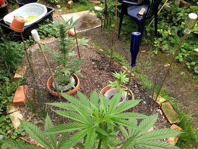 Growreport Bild 40