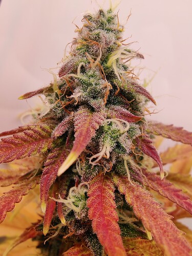 Growreport Bild 5