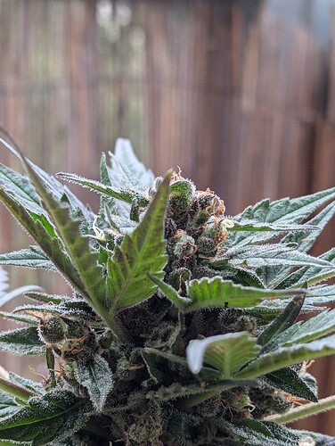 PXL_20240727_160618554