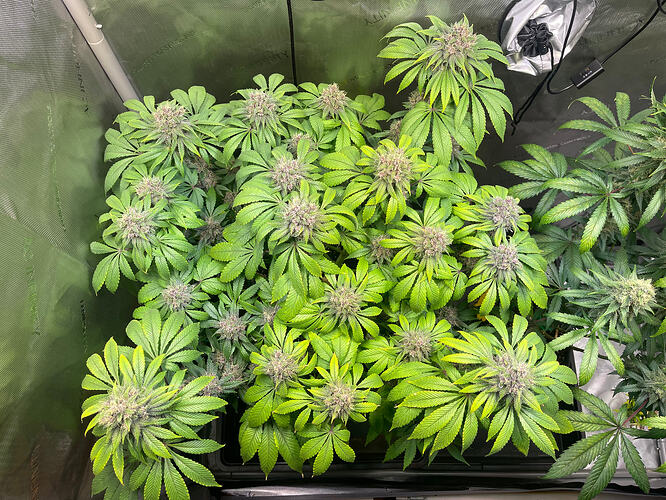 Growreport Bild 2