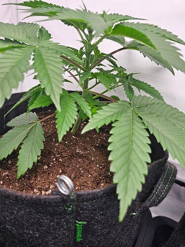 Growreport Bild 2