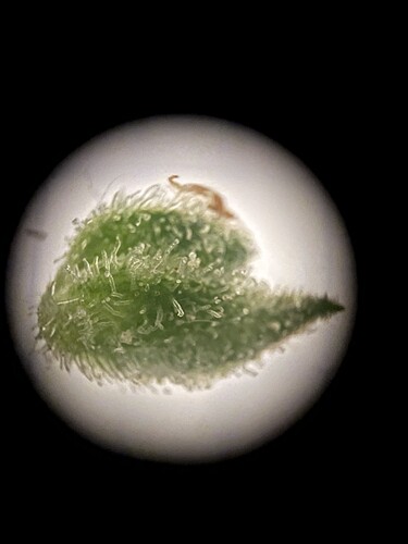 Growreport Bild 2