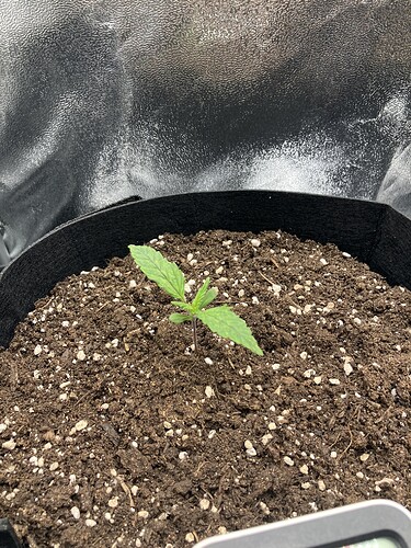Growreport Bild 13