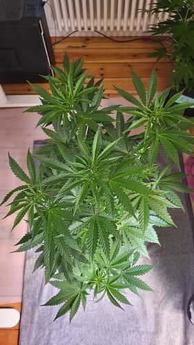 Growreport Bild 6
