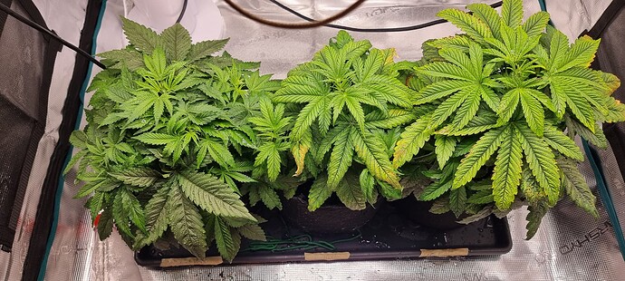 Growreport Bild 7