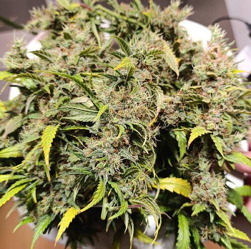 Growreport Bild 12