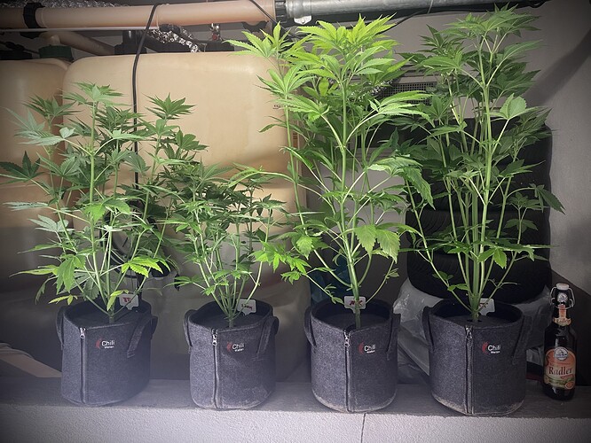 Growreport Bild 8
