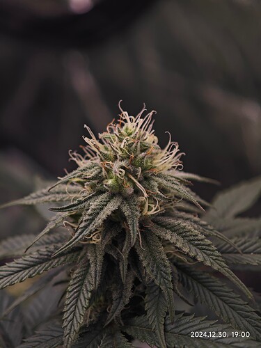 Growreport Bild 2
