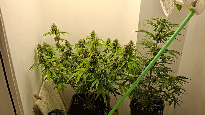 Growreport Bild 336