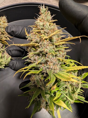 Growreport Bild 10