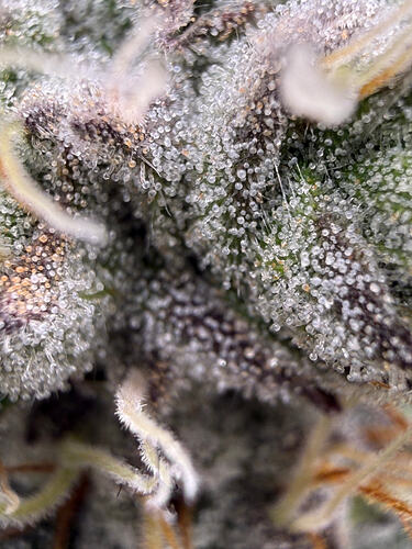 Growreport Bild 17