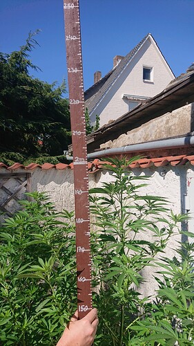 CM 2,02m