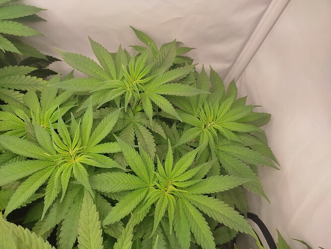 Growreport Bild 8