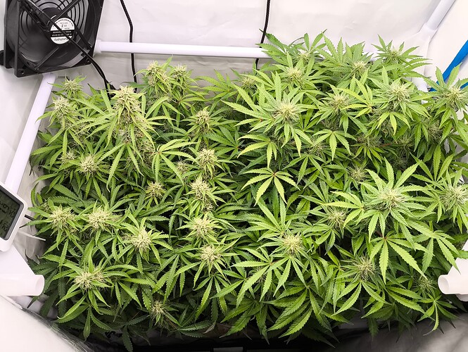 Growreport Bild 7