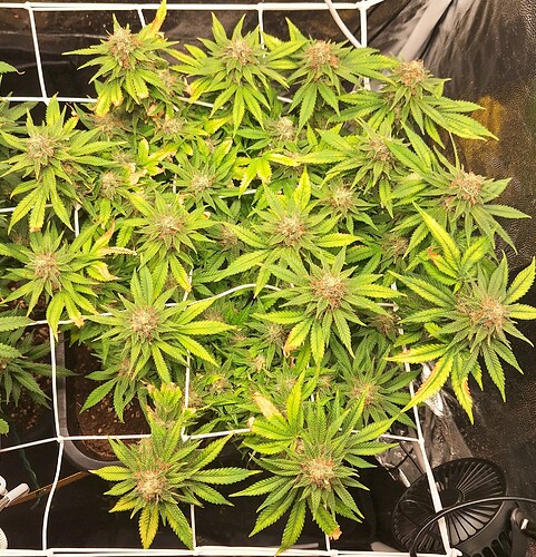Growreport Bild 25