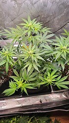 Growreport Bild 31