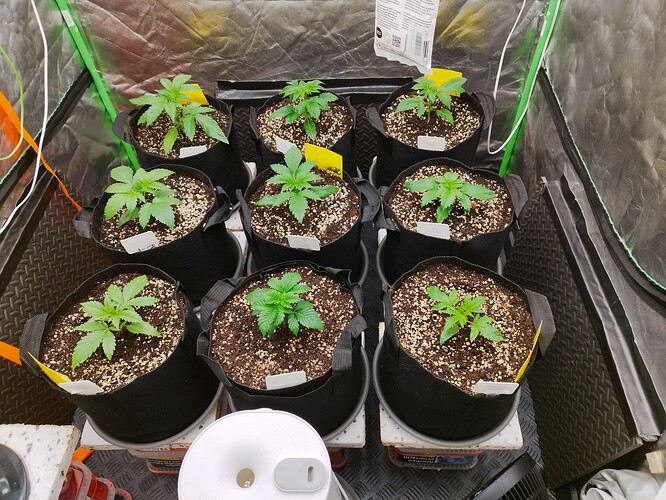 Neun junge Cannabispflanzen in schwarzen Stofftöpfen, die sich in einer Growbox befinden. Die Pflanzen sind im Sämlingsstadium und zeigen mehrere Blattpaare.