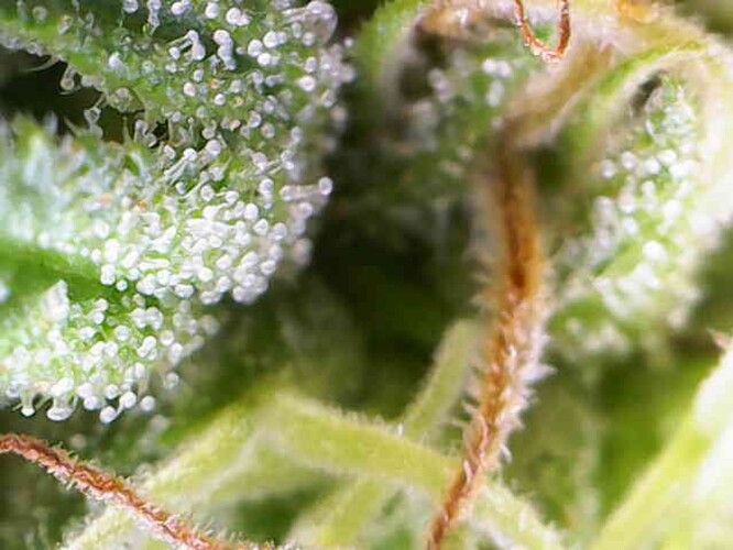 Growreport Bild 46