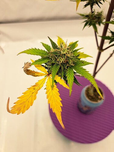 Growreport Bild 35