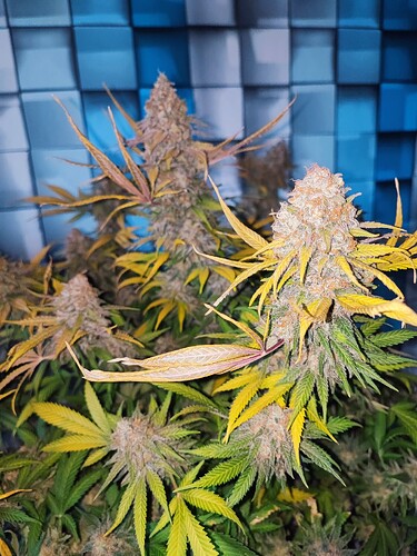 Growreport Bild 30