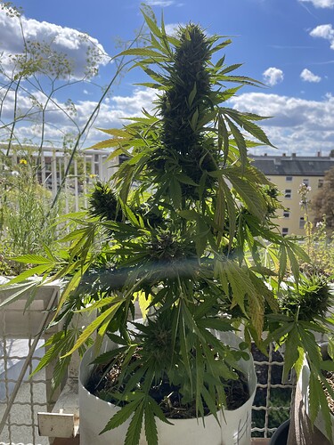 Growreport Bild 6