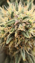 Growreport Bild 128