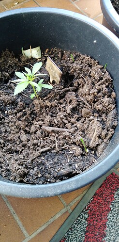 Growreport Bild 2