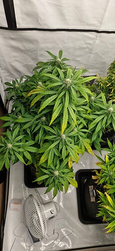 Growreport Bild 46