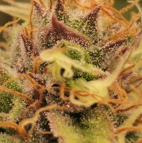 Growreport Bild 5