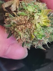 Growreport Bild 138