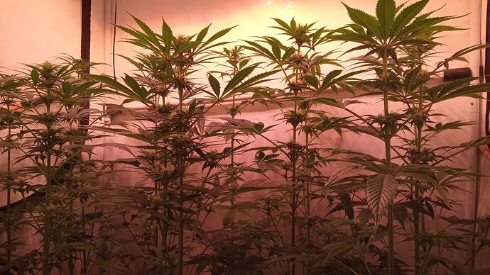 Growreport Bild 2