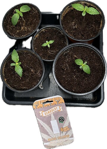 Growreport Bild 1