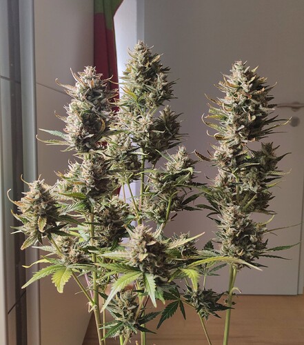 Growreport Bild 18