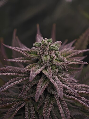 Growreport Bild 15