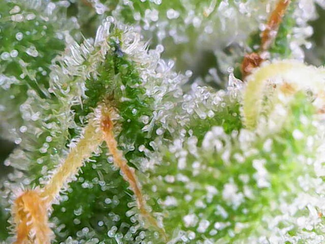 Growreport Bild 30